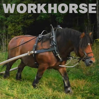 Workhorse